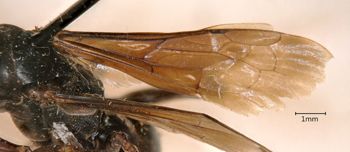 Media type: image;   Entomology 13657 Aspect: Wing front